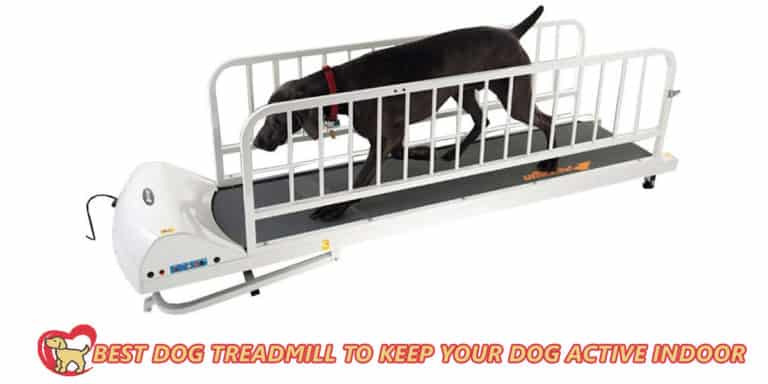 Best-dog-treadmill