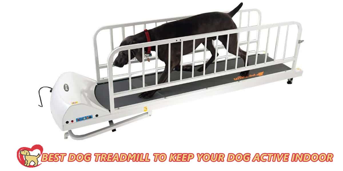 Best Dog Treadmill To Keep Your Dog Active Indoor