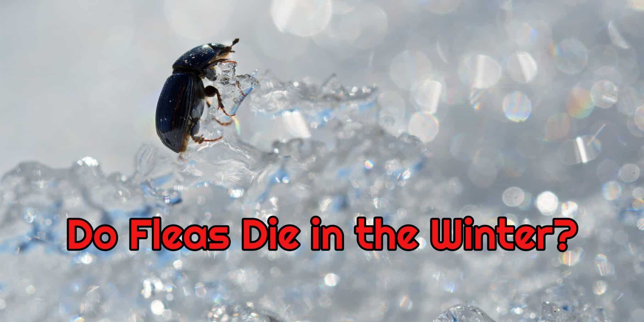 Do Fleas Die in the Winter?