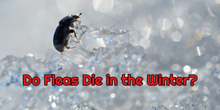 fleas die in the winter