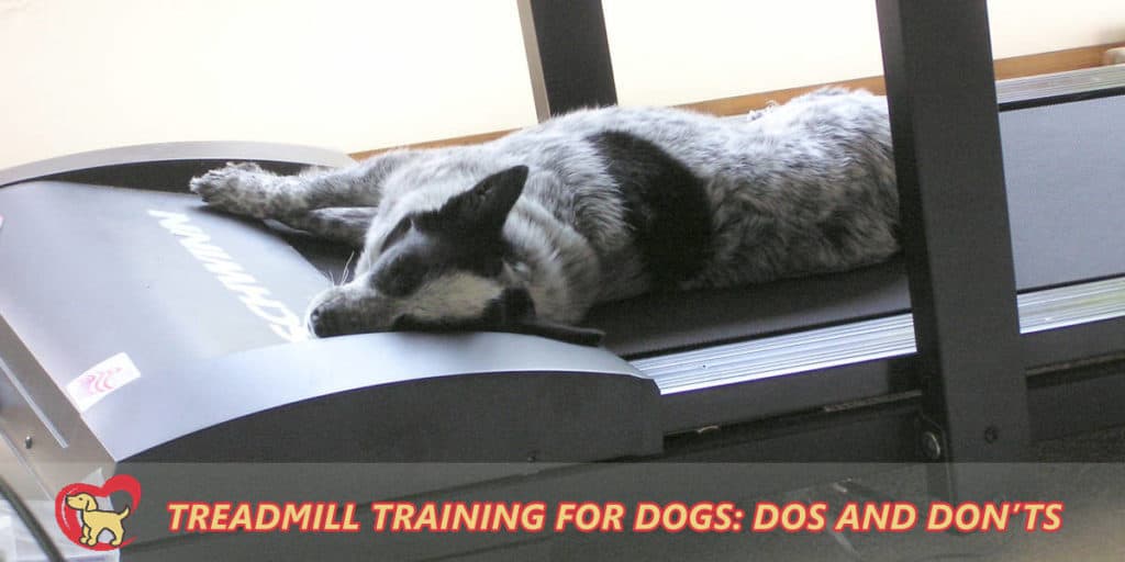 Treadmill-training-for-dogs