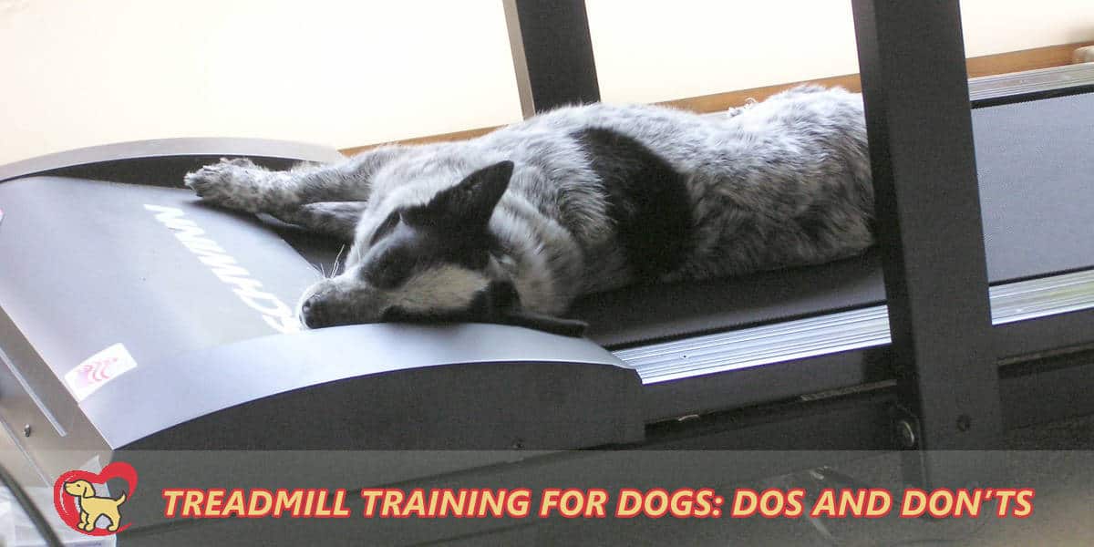 Treadmill Training For Dogs Dos and Don'ts?