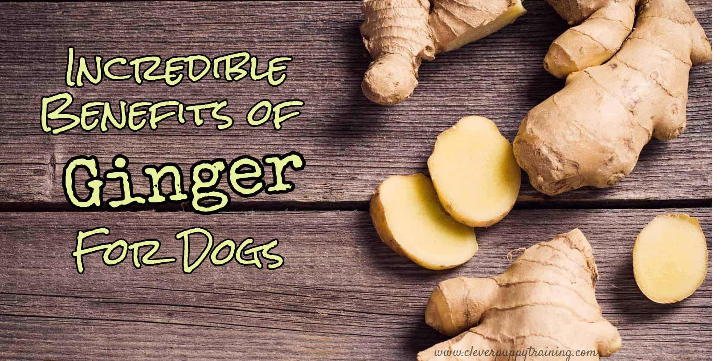 Incredible Benefits of Ginger for Dogs