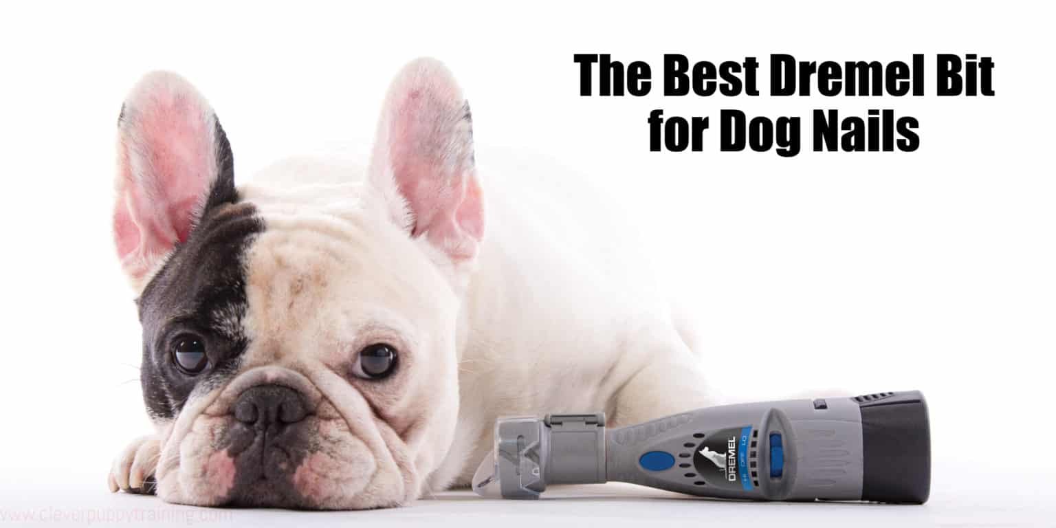 The Best Dremel Bit for Dog Nails