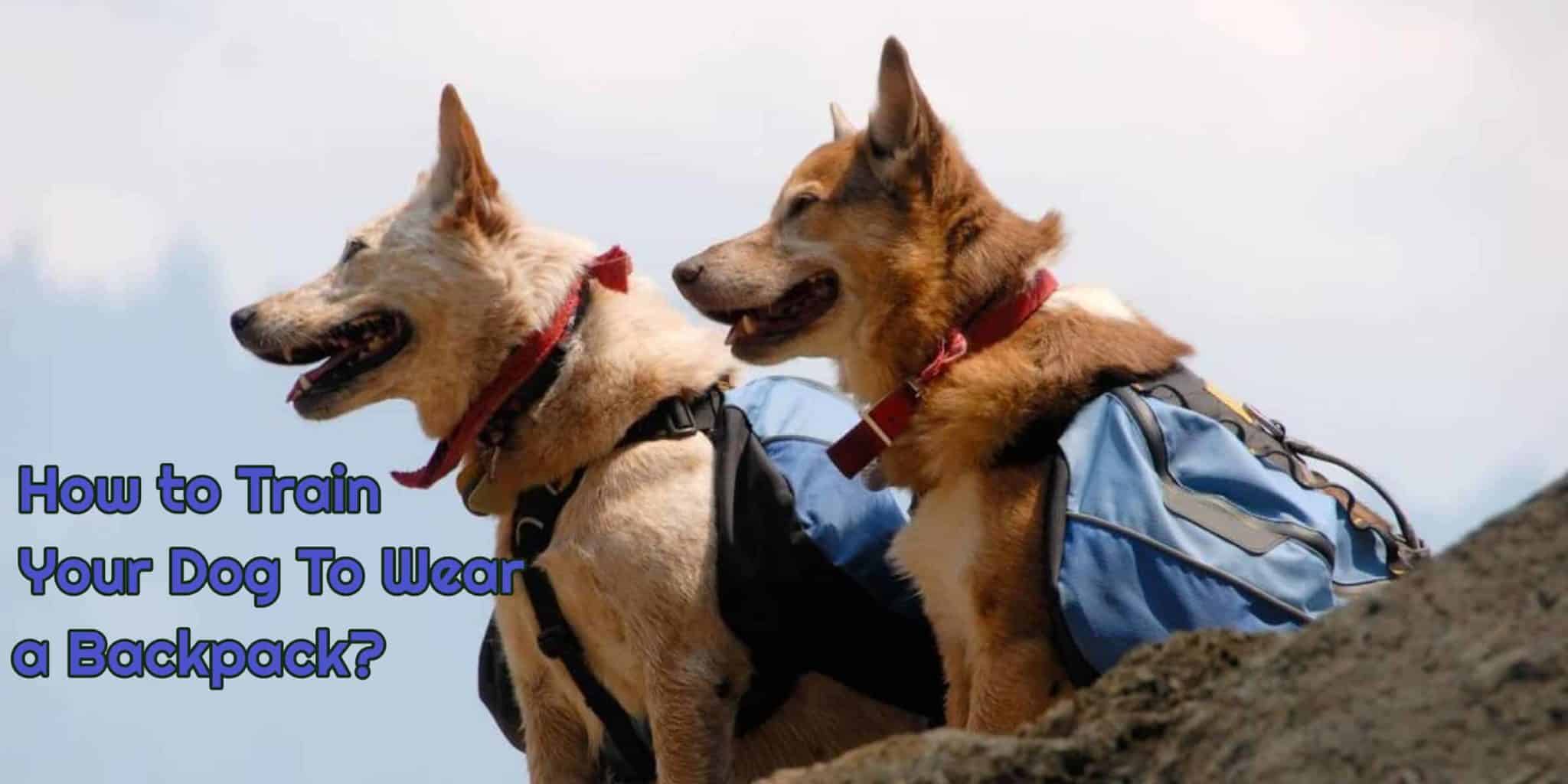 How to Train Your Dog To Wear a Backpack?