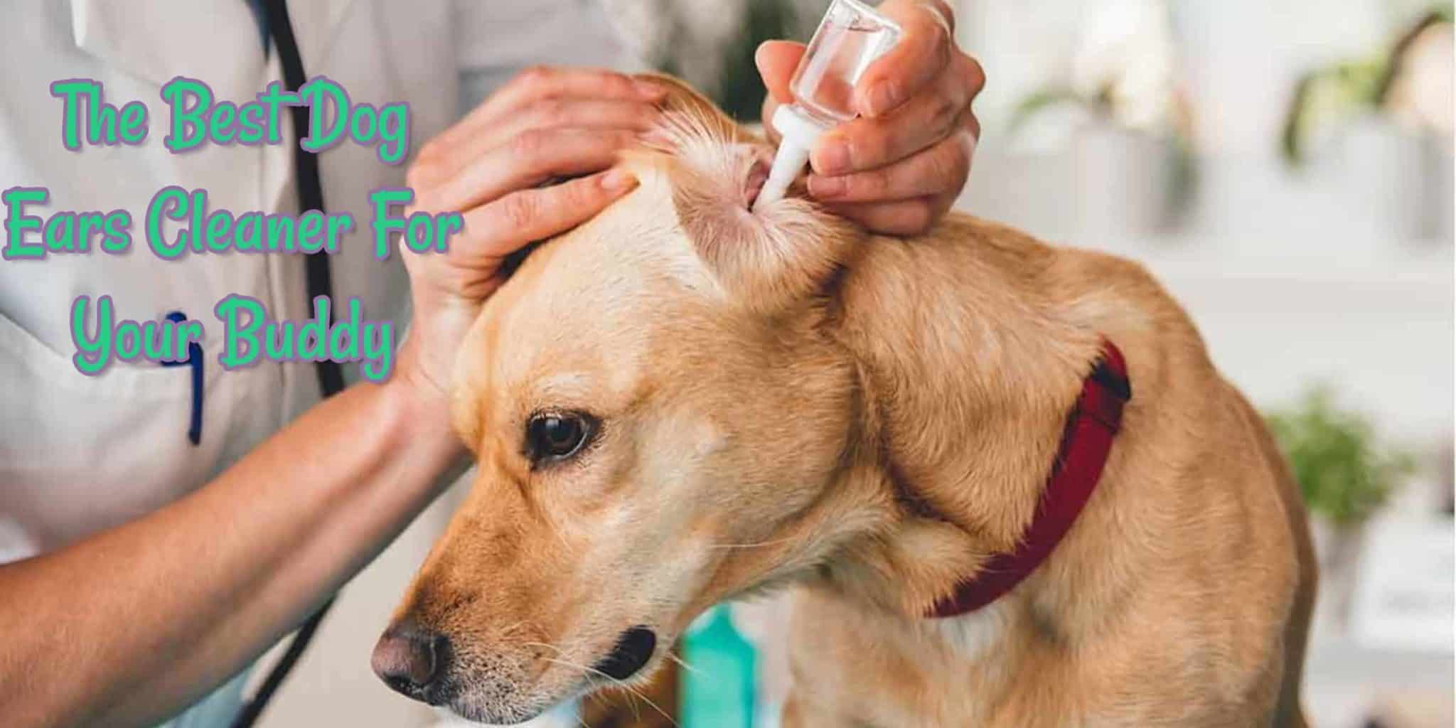 The Best Dog Ears Cleaner For Your Buddy
