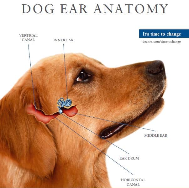 How to Clean Your Puppy’s Ears?