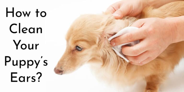 how to clean your dog ears