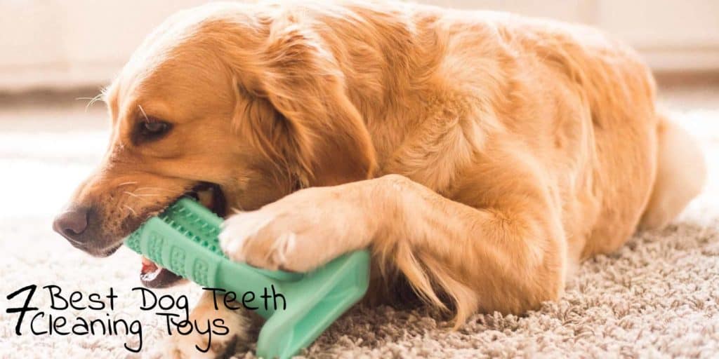 Best Dog Teeth Cleaning Toys