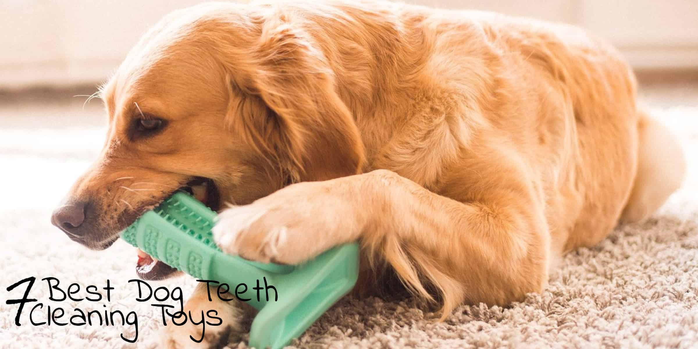 Best dog 2024 cleaning teeth