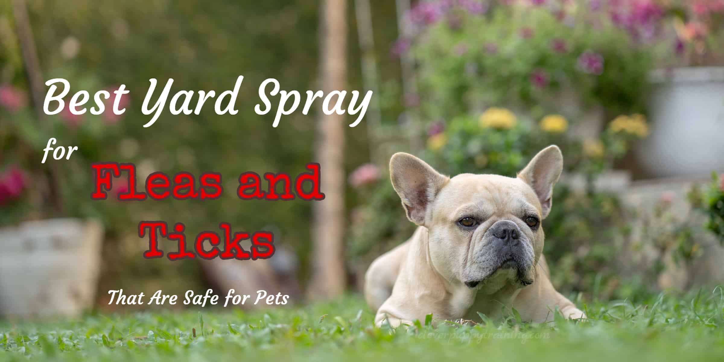 best-yard-spray-for-fleas-and-ticks-that-are-safe-for-pets