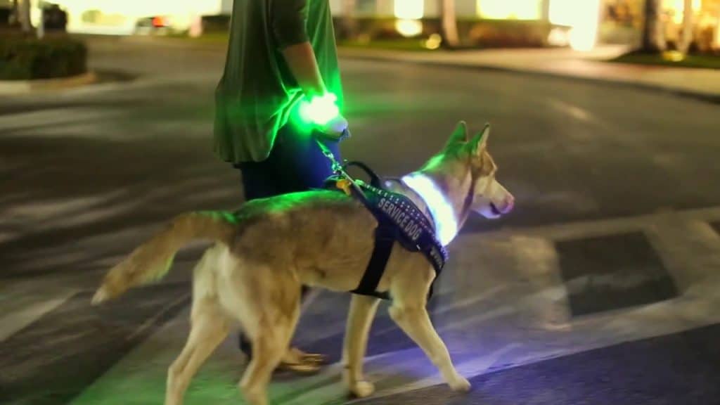 LED Dog Collar and leash