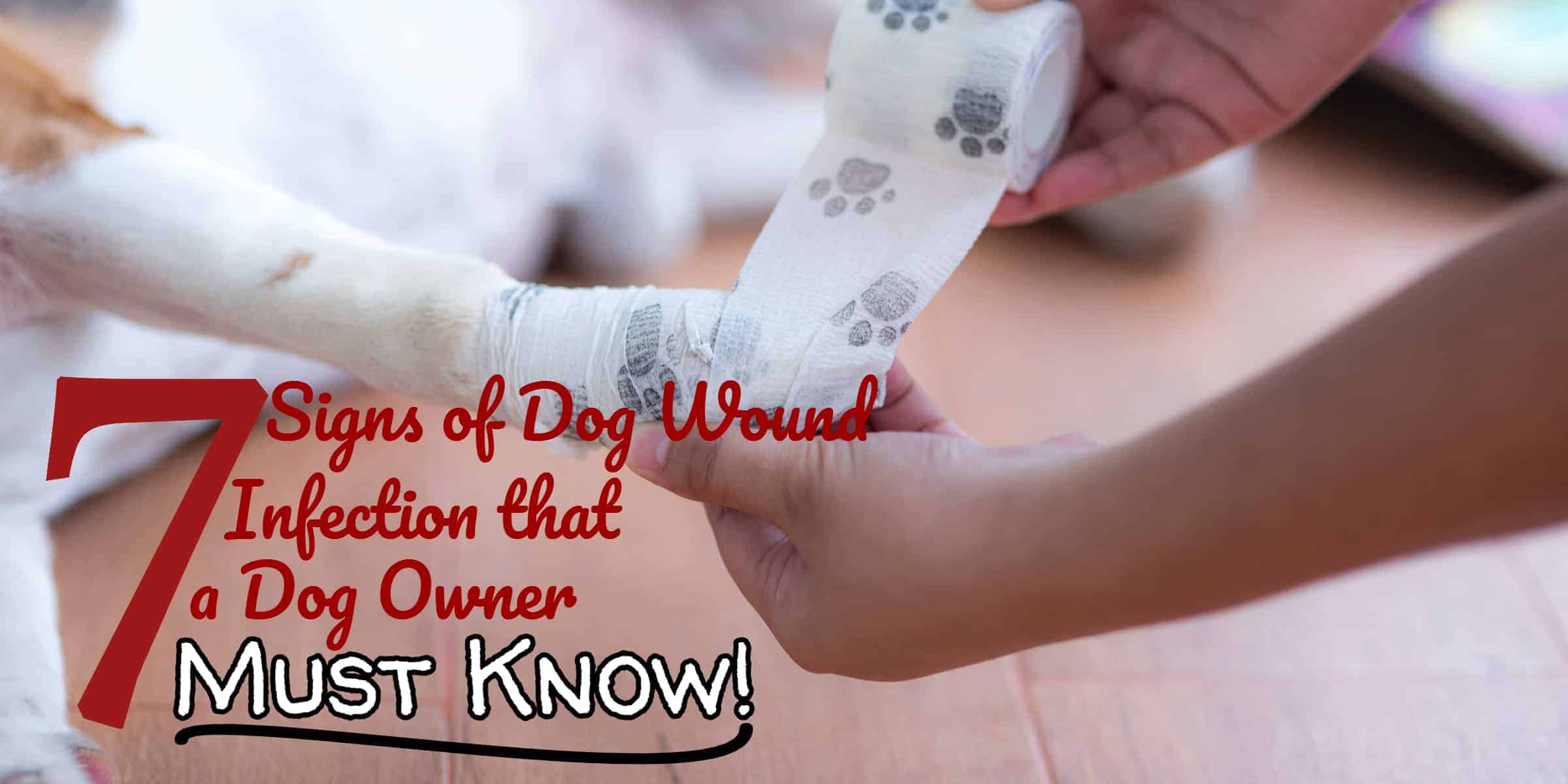 7 Signs of Dog Wound Infection that a Dog Owner Must Know