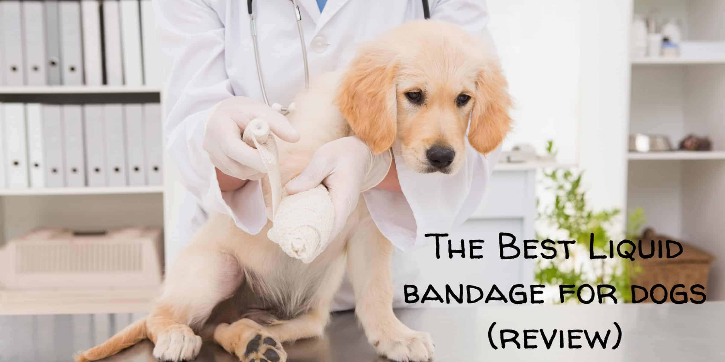 The Best Liquid Bandage for Dogs (Review)