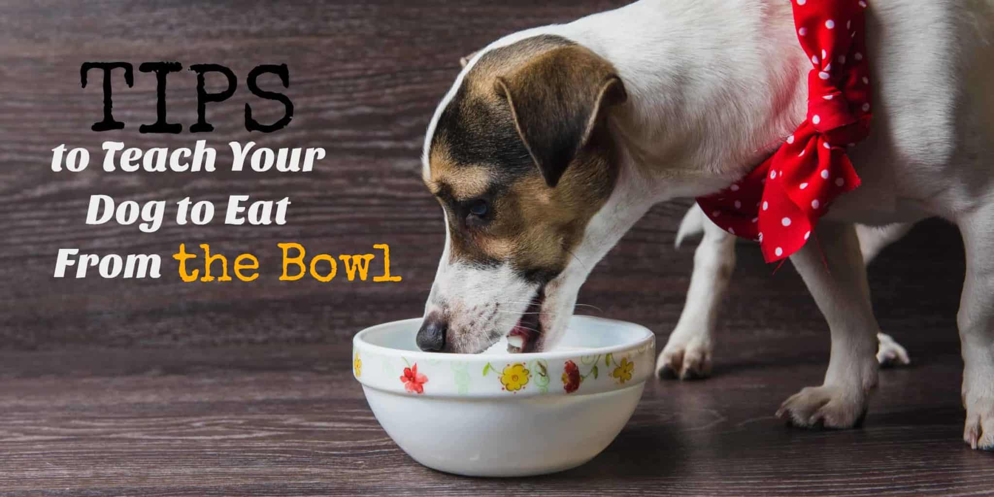 Tips to Teach Your Dog to Eat From the Bowl