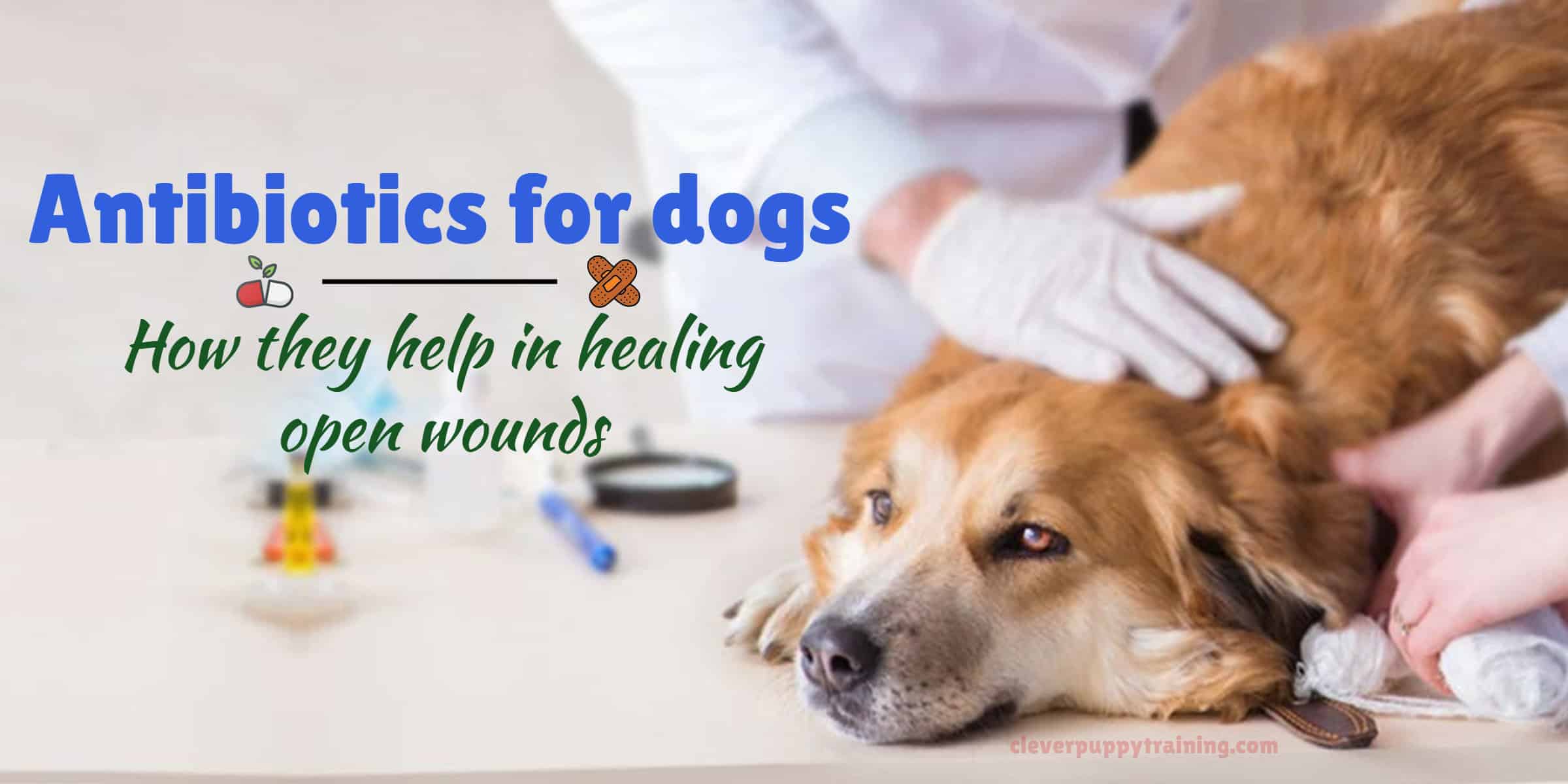 Antibiotics for dogs: How they help in healing open wounds?