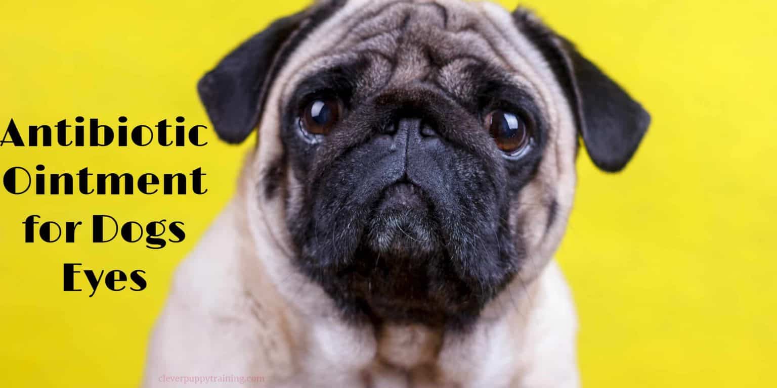 Antibiotic Ointment For Dogs Eyes