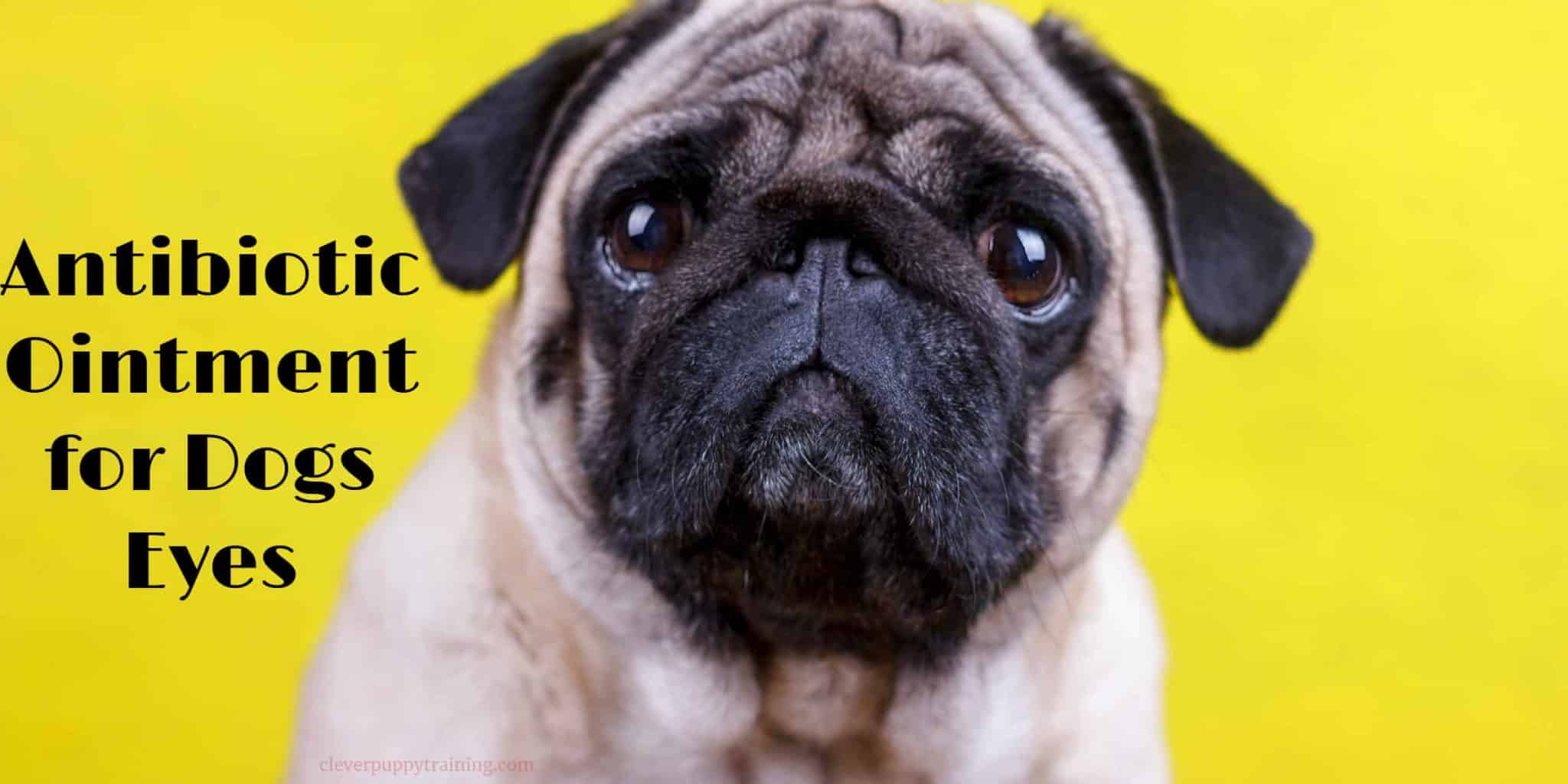 Antibiotic Ointment For Dogs Eyes