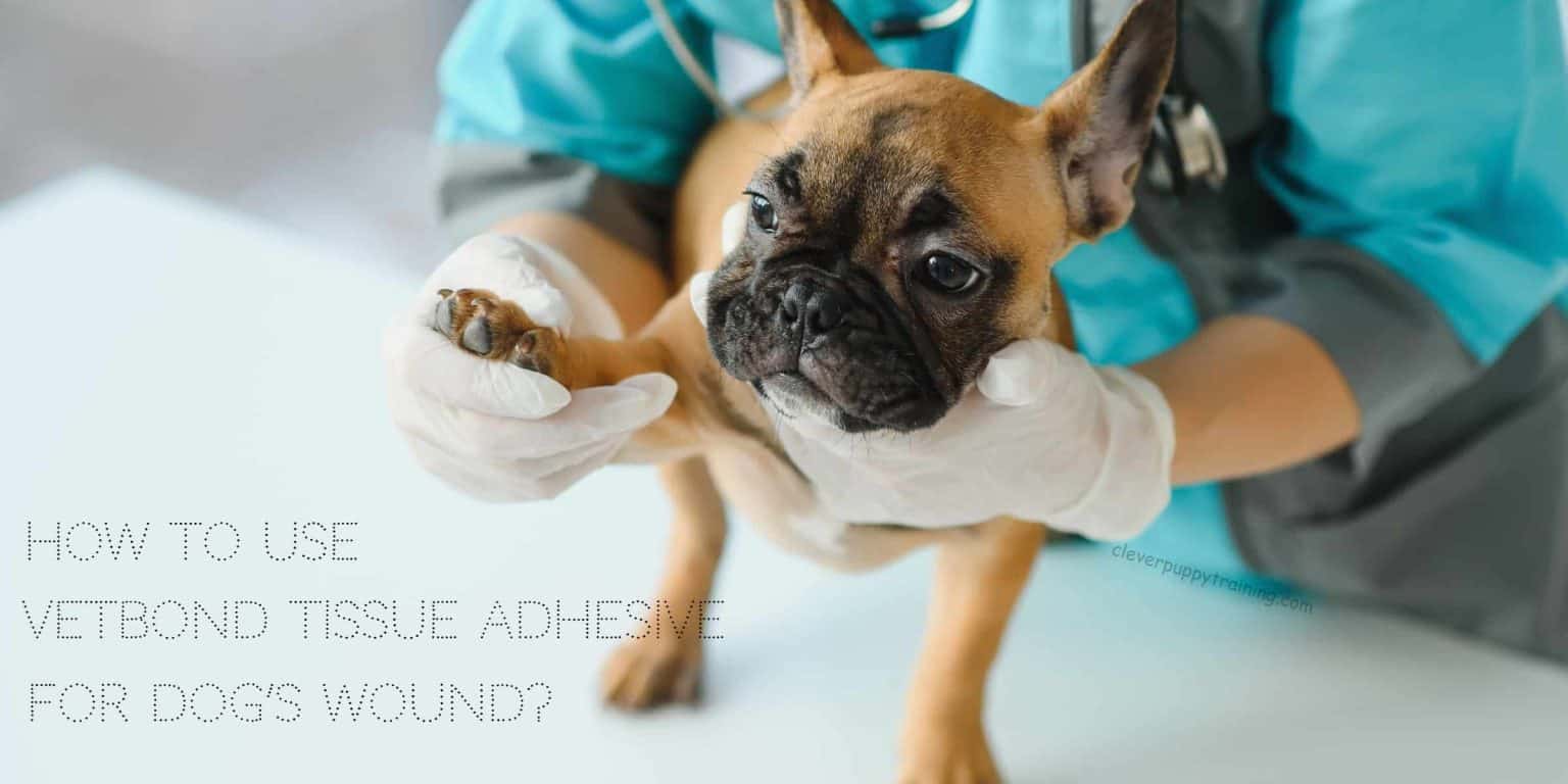 How to Use Vetbond Tissue Adhesive for Dog’s Wound?