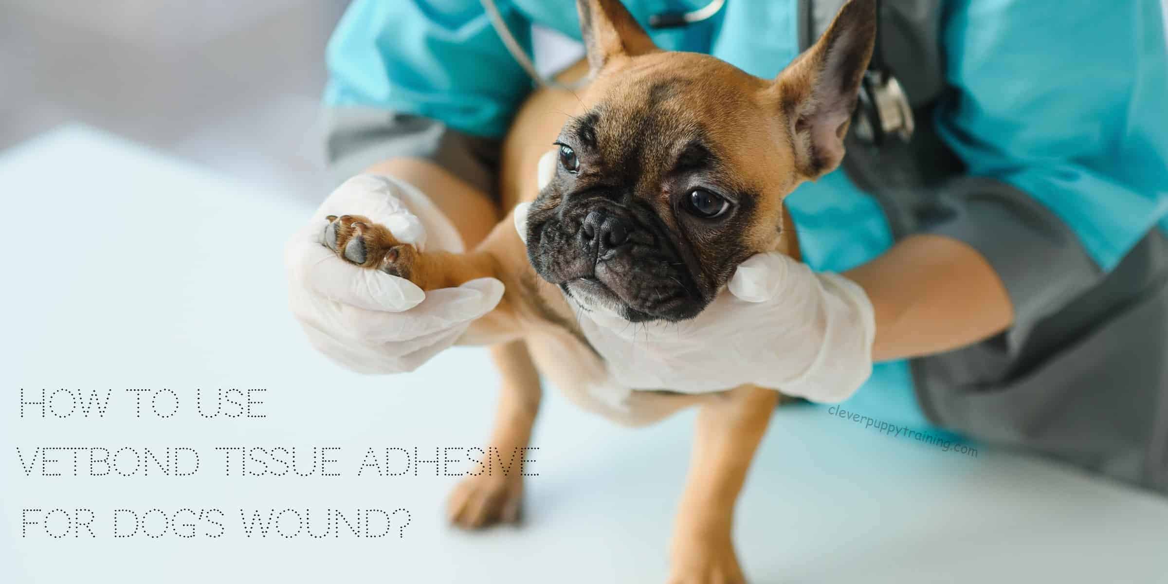 How to Use Vetbond Tissue Adhesive for Dog’s Wound?