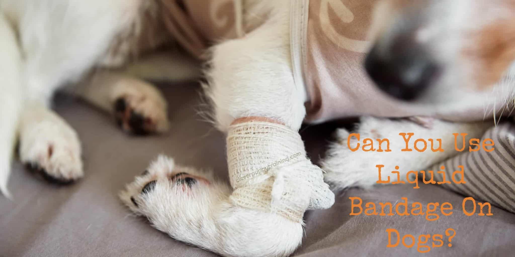 Can You Use Liquid Bandage On Dogs? | CleverPuppyTraining.com