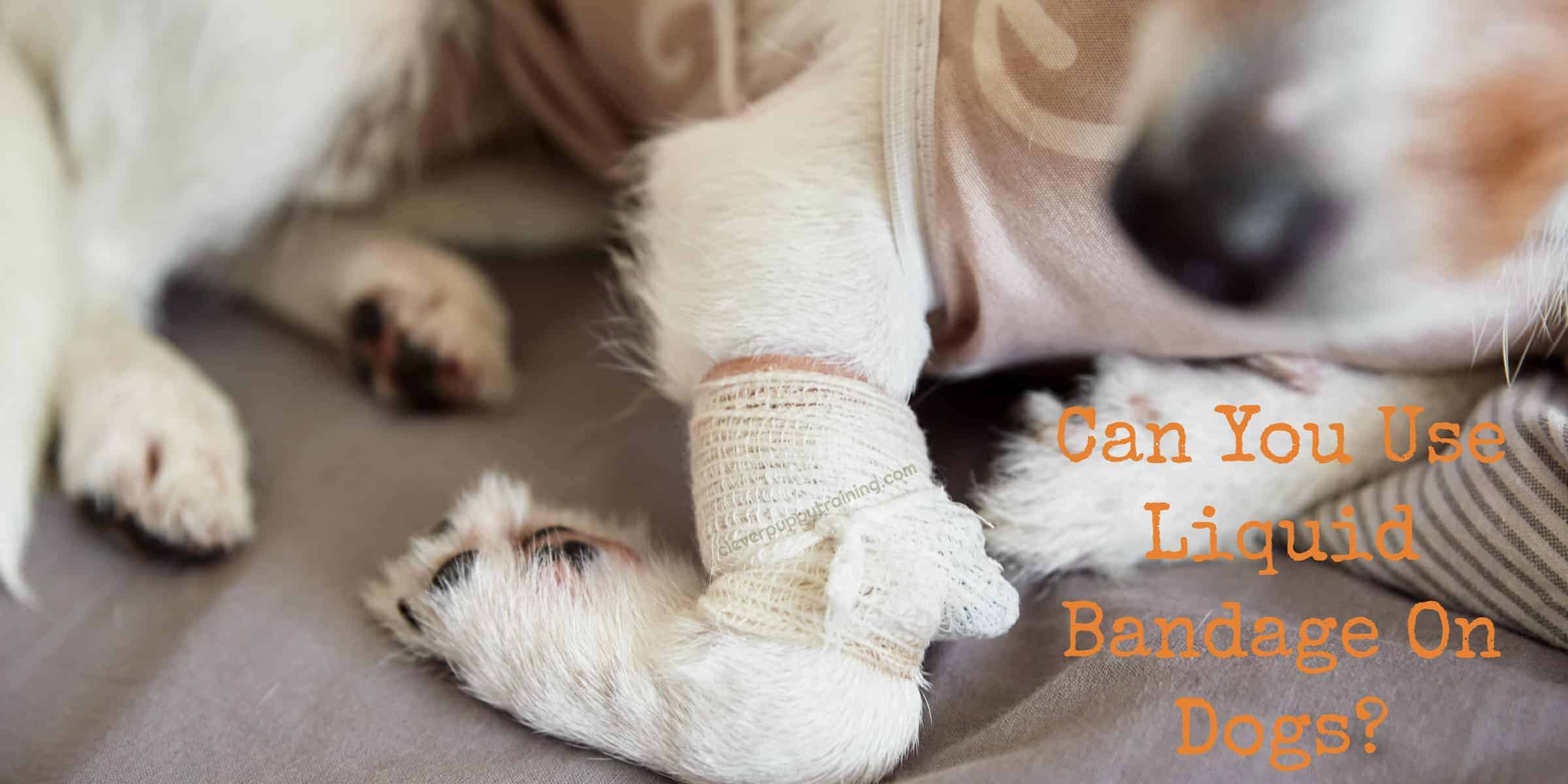 Can You Use Liquid Bandage On Dogs?